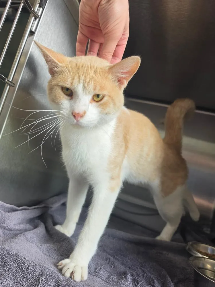 A young medium-sized male Domestic Short Hair cat named Ricotta for adoption in Metamora, IL