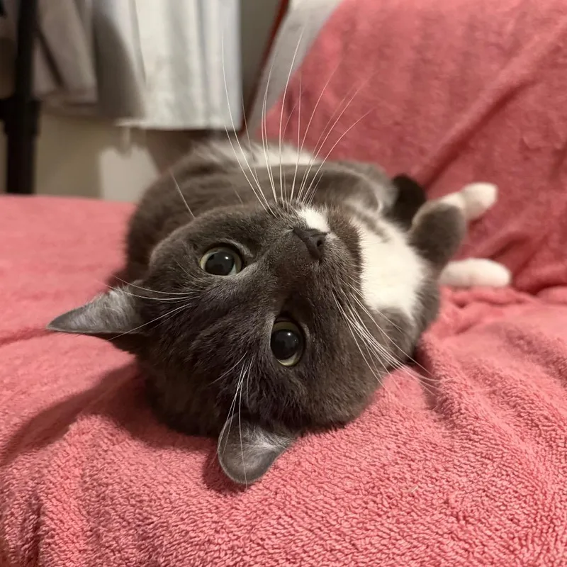 An adult large-sized male Gray / Blue / Silver Domestic Short Hair cat named Ted for adoption in Evanston, IL