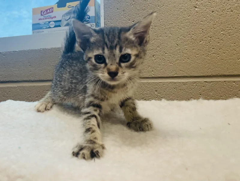 A baby small-sized female Tabby (Buff / Tan / Fawn) Tabby cat named Fenneko for adoption in Seabrook, TX