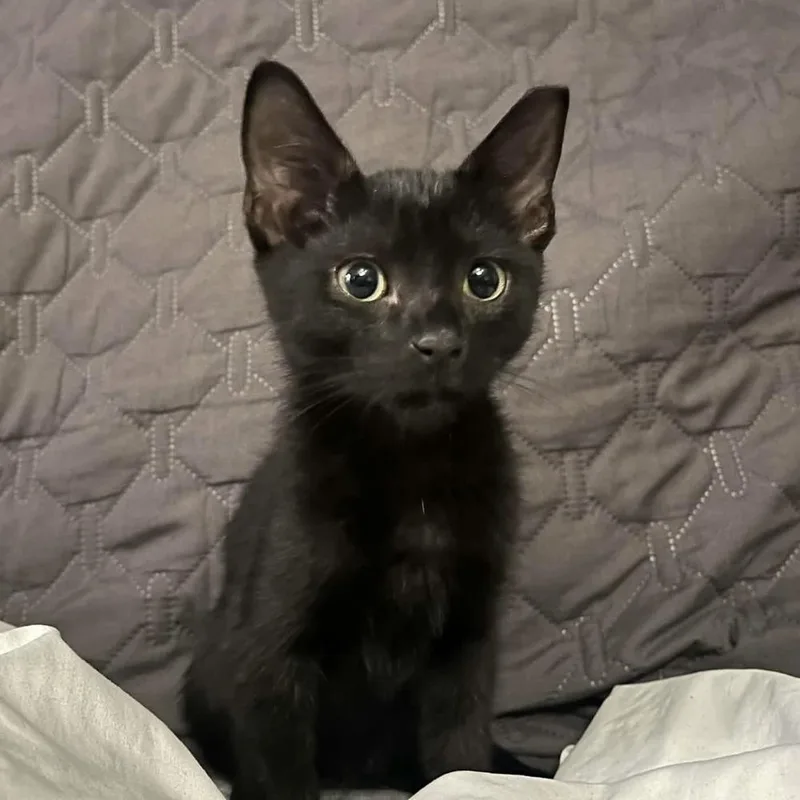 Maro