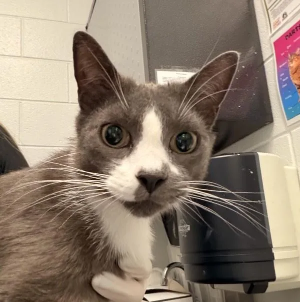 Bruce Purrsteen