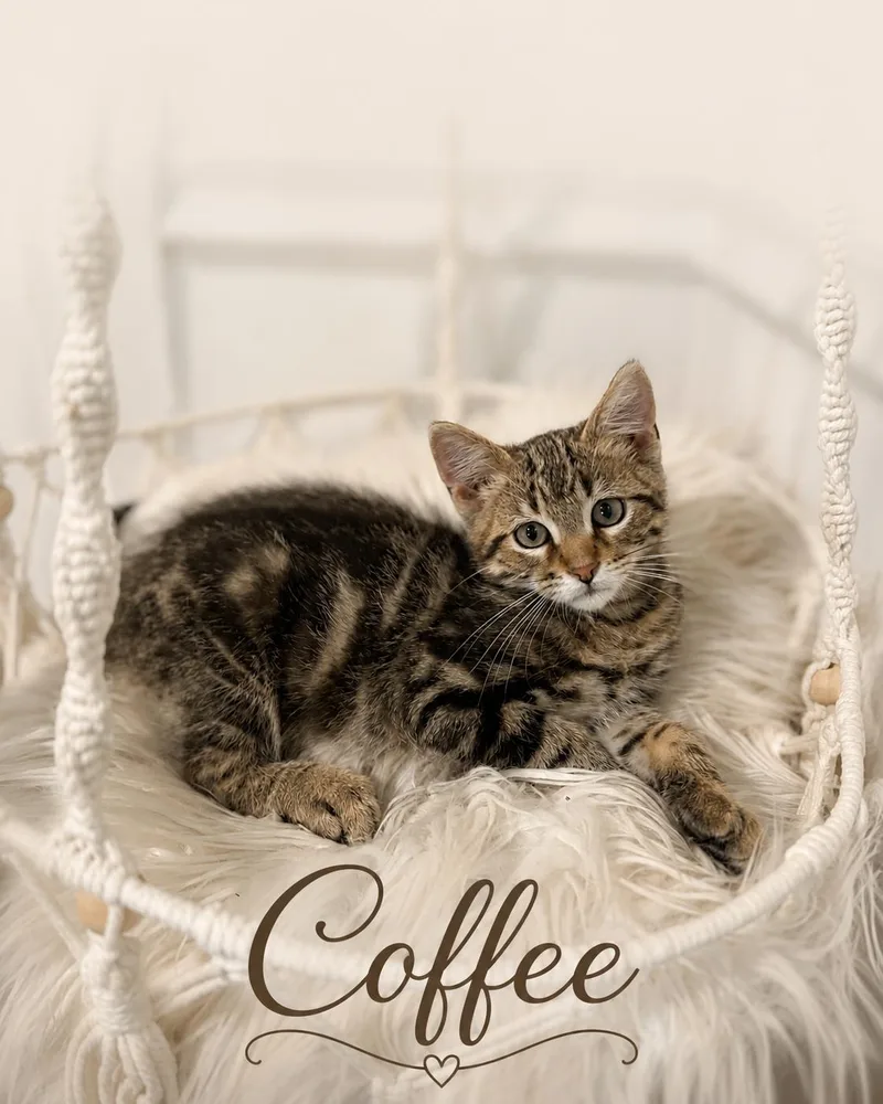A young medium-sized male Domestic Short Hair cat named Coffee for adoption in Aurora, NE
