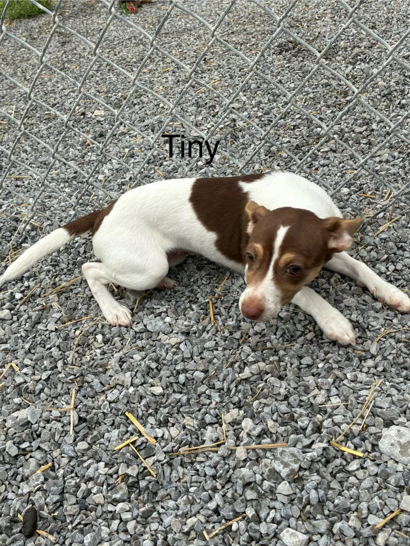 A young small-sized male Tricolor (Brown, Black, & White) Beagle dog named Arney for adoption in Honeoye Falls, NY