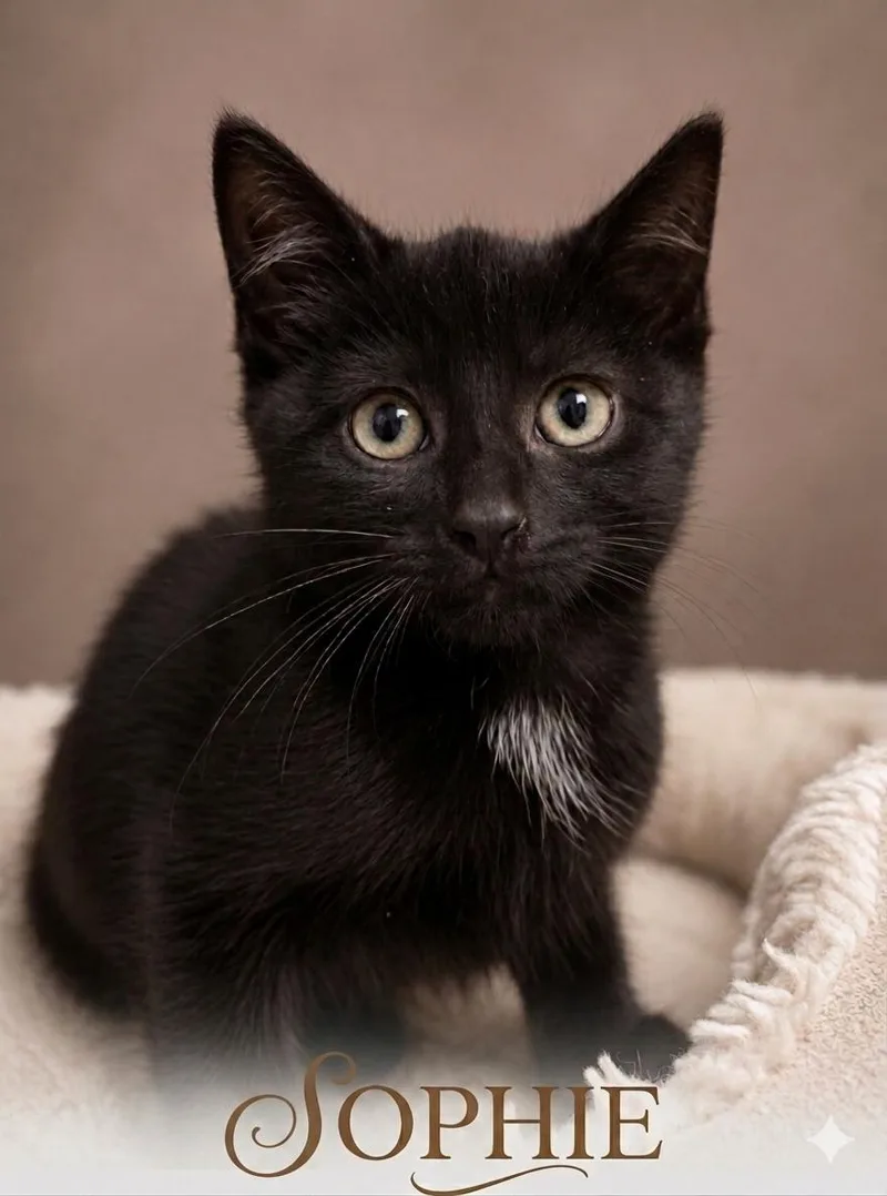 A baby medium-sized female Black Domestic Short Hair cat named Sophie for adoption in Aurora, NE
