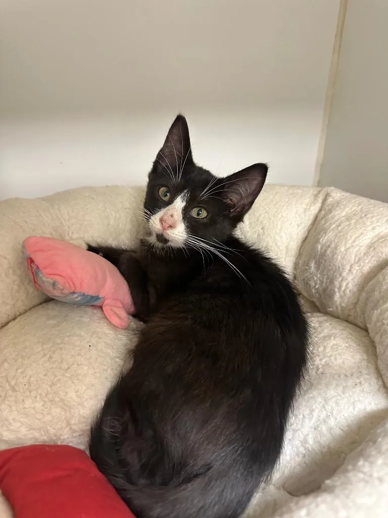 A baby small-sized female Domestic Short Hair cat named Lilliet for adoption in Johnson City, TN