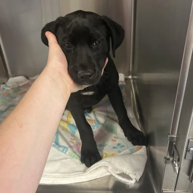 A baby medium-sized female Black Mixed Breed dog named Miles for adoption in Pensacola, FL