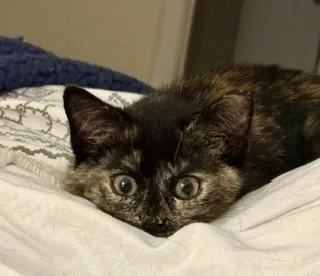 A baby small-sized female Domestic Short Hair cat named Charmaine for adoption in Wilkesboro, NC