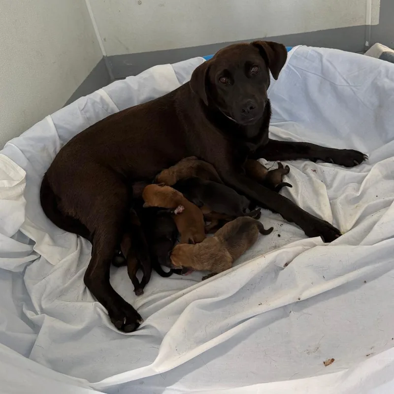 An adult medium-sized female Black Labrador Retriever dog named Oakley for adoption in Wellington, FL