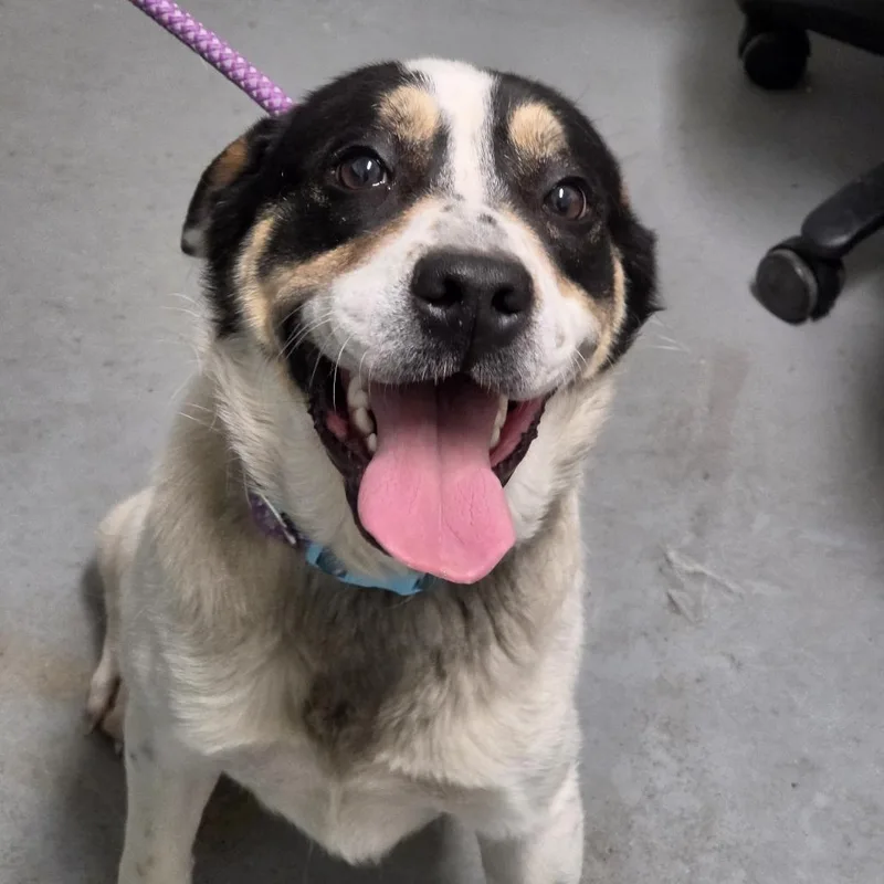 An adult small-sized female White / Cream Mixed Breed dog named Lima Bean for adoption in Troy, IL