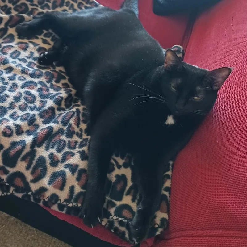 An adult extra large-sized female Black Domestic Short Hair cat named Khalessi for adoption in West Palm Beach, FL