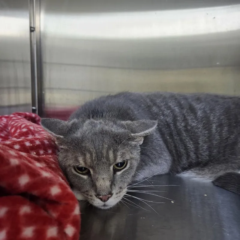 A senior large-sized male Gray / Blue / Silver Domestic Short Hair cat named Boots for adoption in La Grange, KY