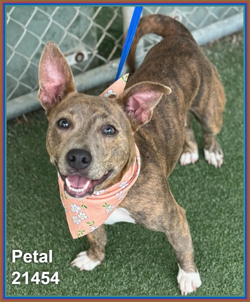 A young medium-sized female Brindle Pit Bull Terrier dog named Petal for adoption in Marietta, GA