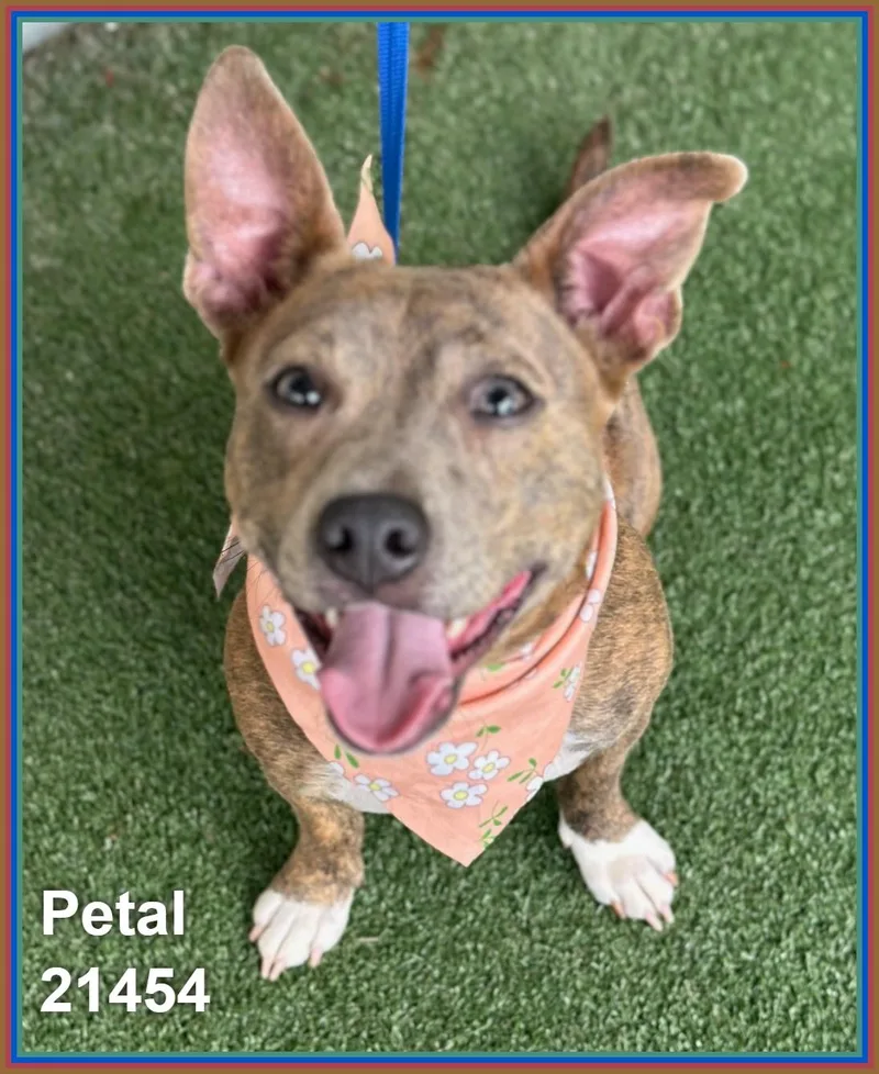 Petal thumbnail 2