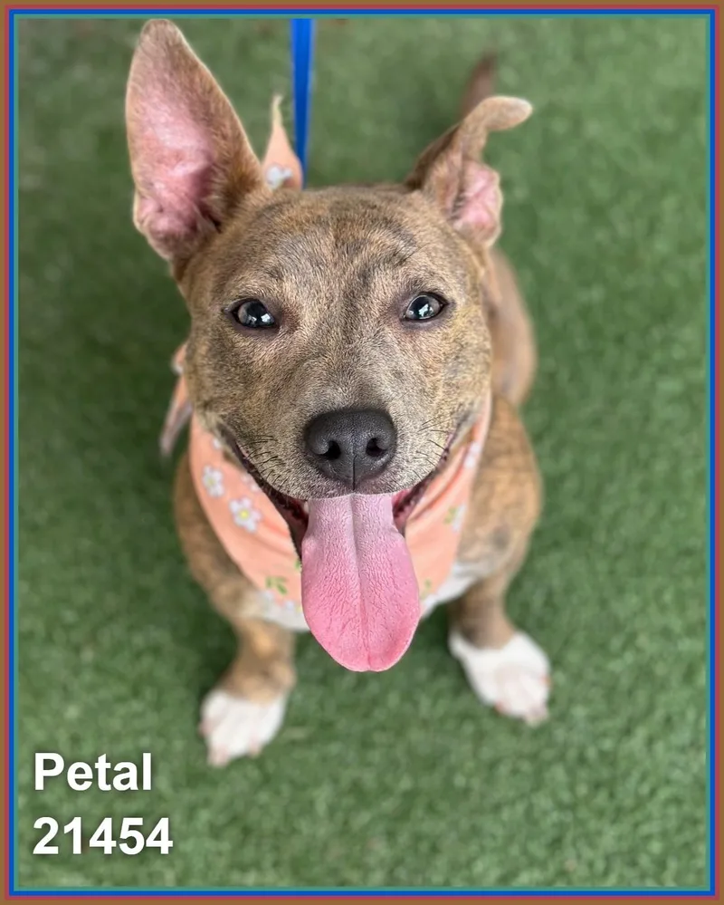 Petal thumbnail 3