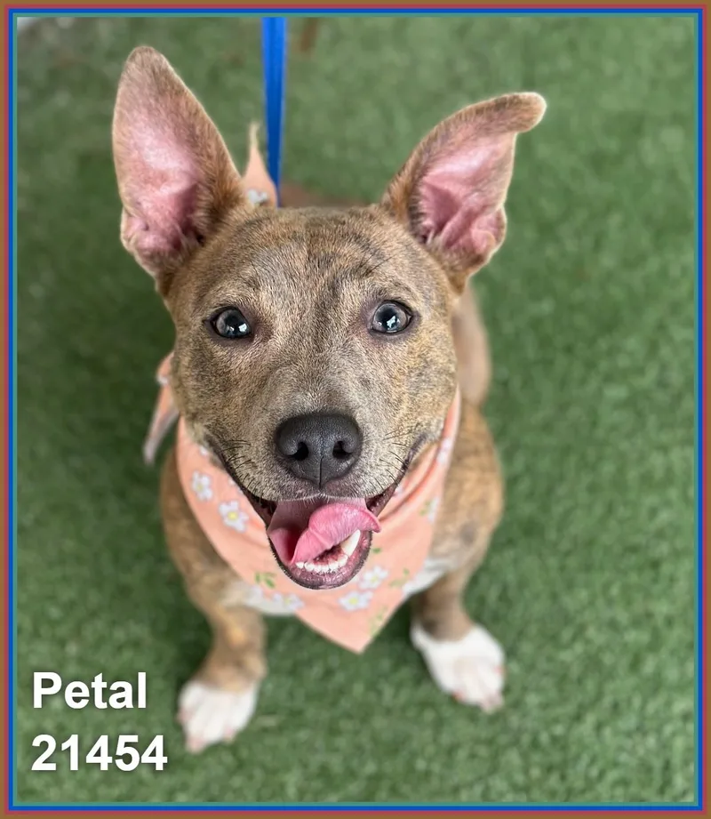 Petal thumbnail 5