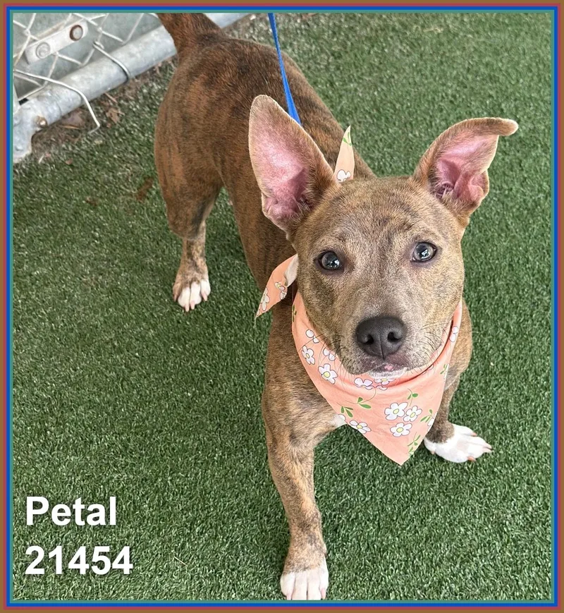 Petal thumbnail 6