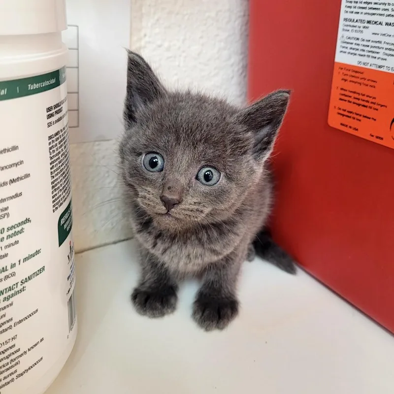 A baby small-sized male Domestic Short Hair cat named Pip for adoption in Allyn, WA