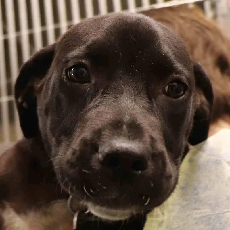 A baby medium-sized female Mixed Breed dog named Athena for adoption in Port Washington, NY
