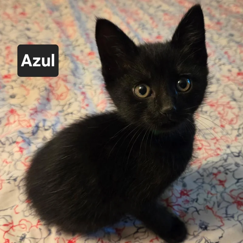 A baby small-sized male Black Domestic Short Hair cat named Azul for adoption in Coos Bay, OR