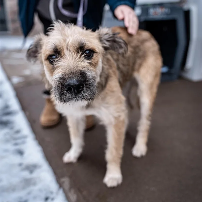 A young medium-sized female Sable Border Terrier dog named Lexie for adoption in Tomah, WI