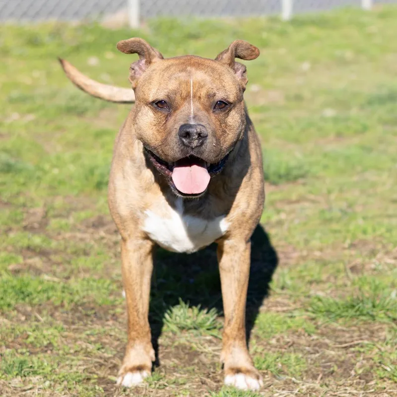 A senior large-sized male Boxer dog named Zeus for adoption in Newark, DE