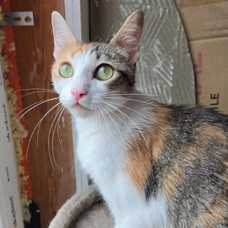 A young small-sized female Calico Domestic Short Hair cat named Chloe for adoption in Renton , WA