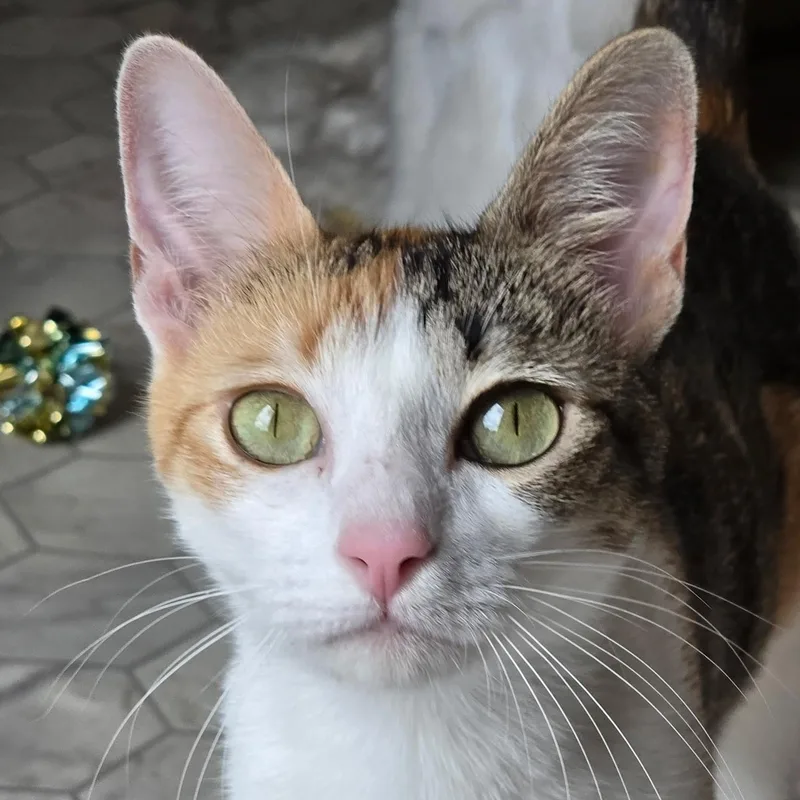 Chloe thumbnail 4