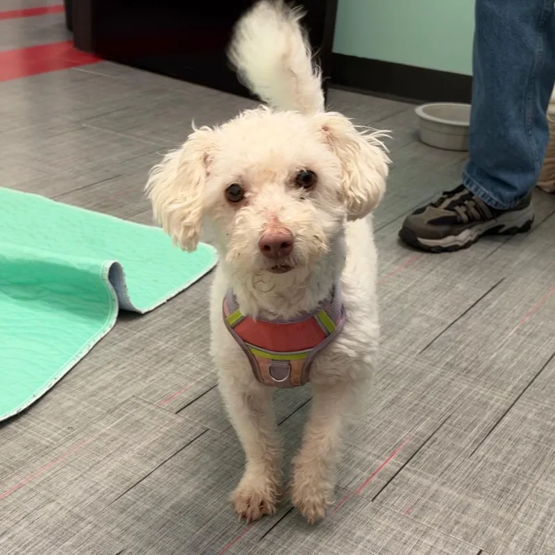 A senior small-sized female White / Cream Mixed Breed dog named Moana for adoption in Hinsdale, IL