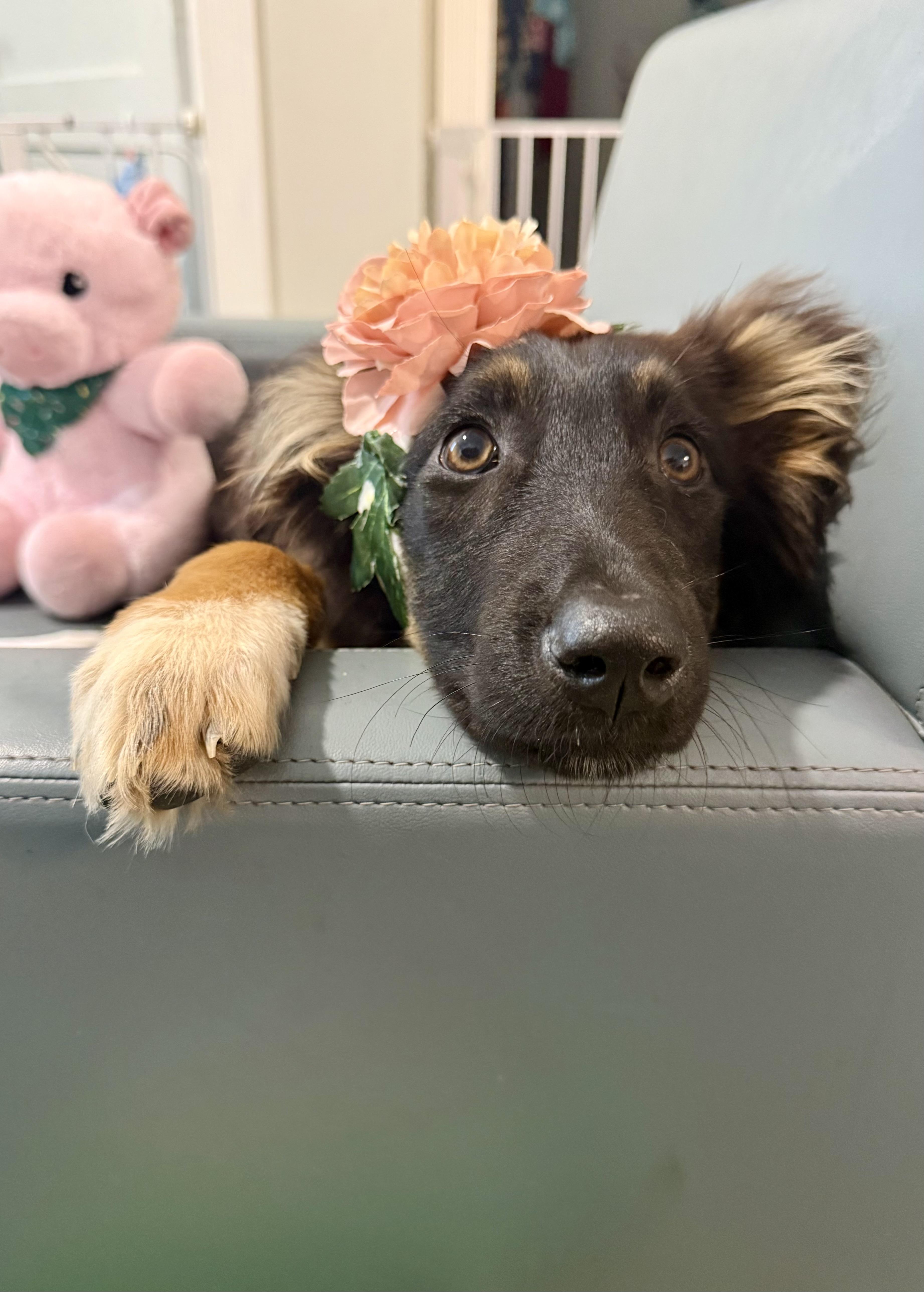 A baby medium-sized female Tricolor (Brown, Black, & White) German Shepherd Dog dog named Gorgeous Demi Is The for adoption in Lockhart, TX