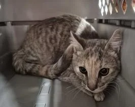 A baby medium-sized male Tabby (Buff / Tan / Fawn) Domestic Short Hair cat named Ginger for adoption in Butte, MT