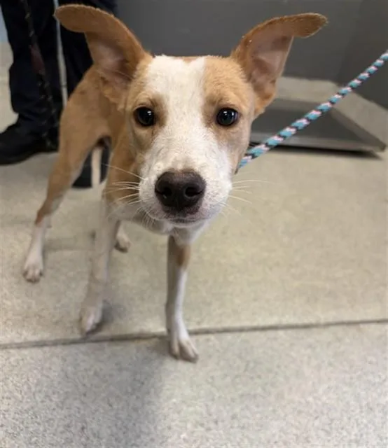 A young small-sized female Pit Bull Terrier dog named Fiver for adoption in Tallahassee, FL