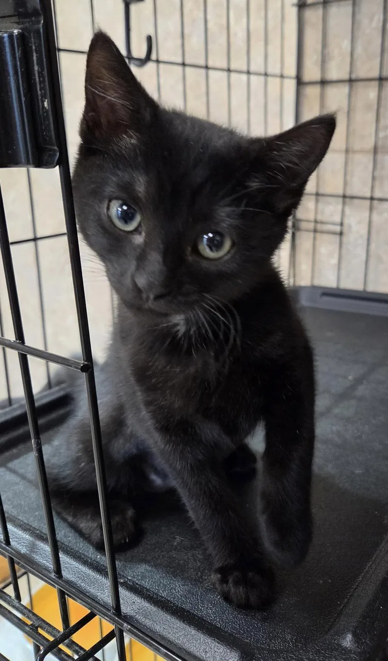 A young medium-sized female Domestic Short Hair cat named Virginia Slims for adoption in Satellite Beach, FL