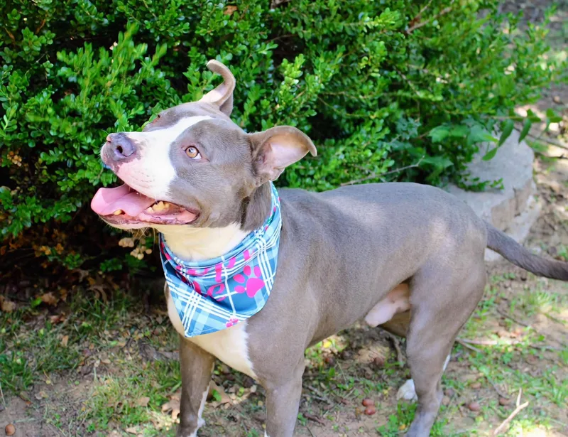 An adult large-sized male Pit Bull Terrier dog named Frankie for adoption in Fort Worth, TX