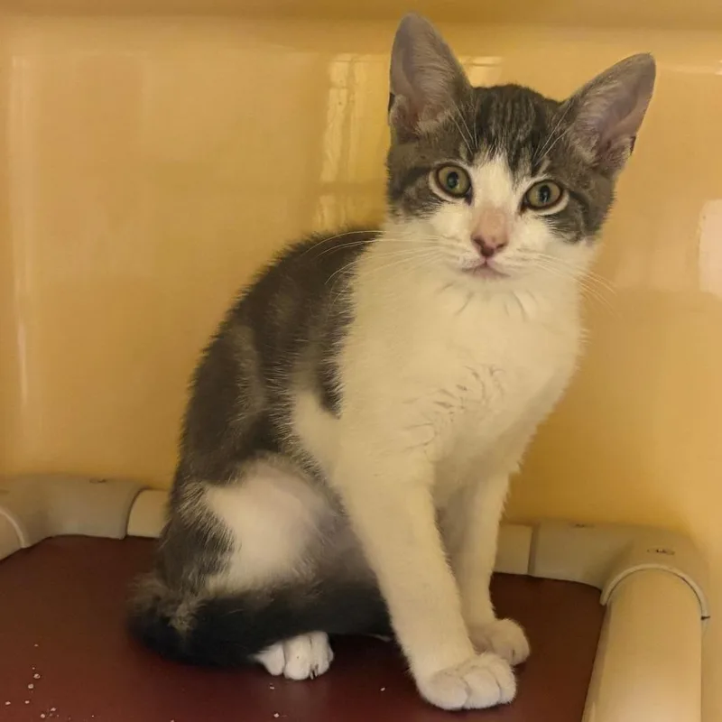 A baby small-sized male Gray / Blue / Silver Domestic Short Hair cat named Milo for adoption in East Hanover, NJ