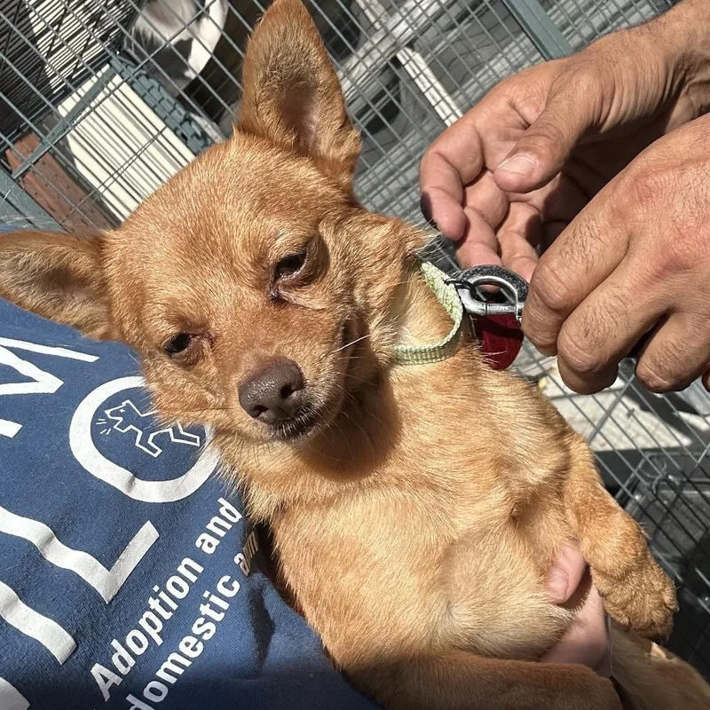 An adult small-sized male Red / Chestnut / Orange Chihuahua dog named Cheesecake for adoption in Point Richmond, CA