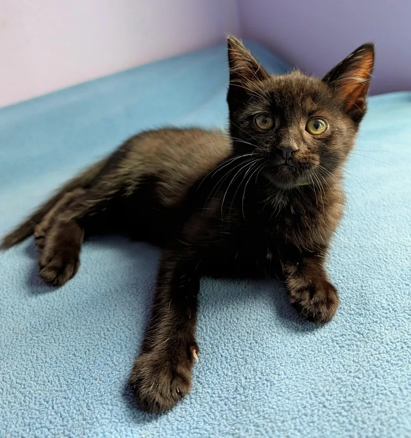 A baby small-sized male Black Tabby cat named Simba And Timon for adoption in San Jose, CA