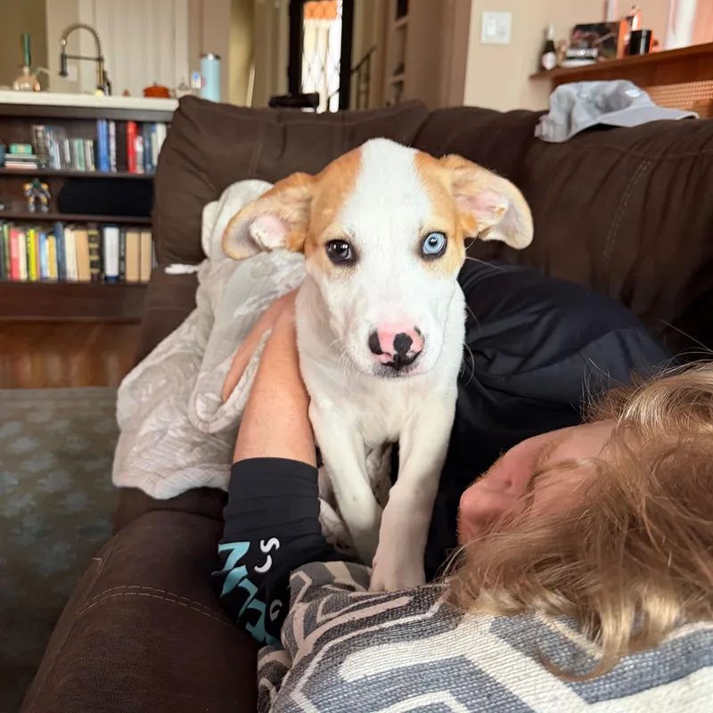 A baby medium-sized female Golden Anatolian Shepherd dog named Birdie for adoption in Houston, TX