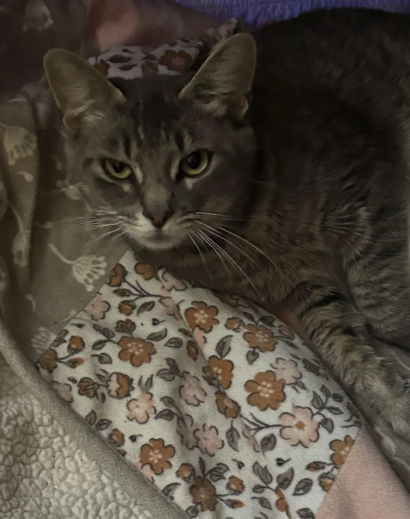 A young small-sized female Domestic Short Hair cat named Halo for adoption in Pittsburgh, PA