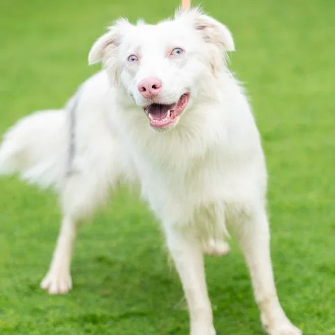A young medium-sized female Border Collie dog named Cotton for adoption in Camarillo, CA