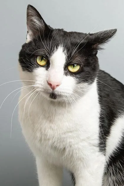 Coachella thumbnail 2