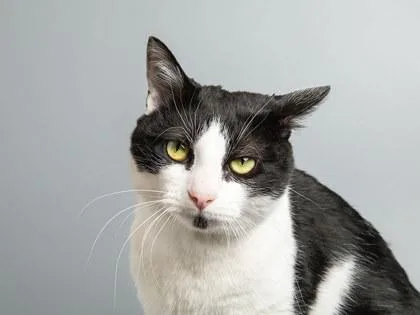 Coachella thumbnail 3