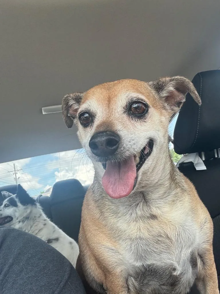 A senior small-sized female Chihuahua dog named Daisy for adoption in Dalton, GA