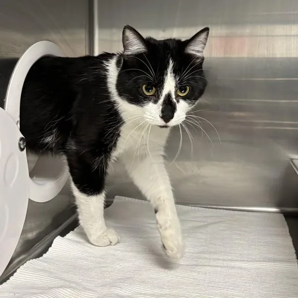 A young medium-sized male Domestic Short Hair cat named Gene for adoption in Des Moines, IA