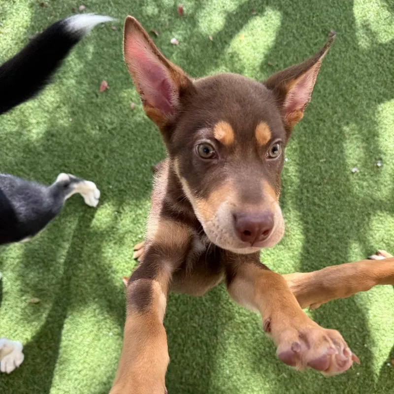 A baby small-sized male Brown / Chocolate German Shepherd Dog dog named Meeko for adoption in LOXAHATCHEE, FL