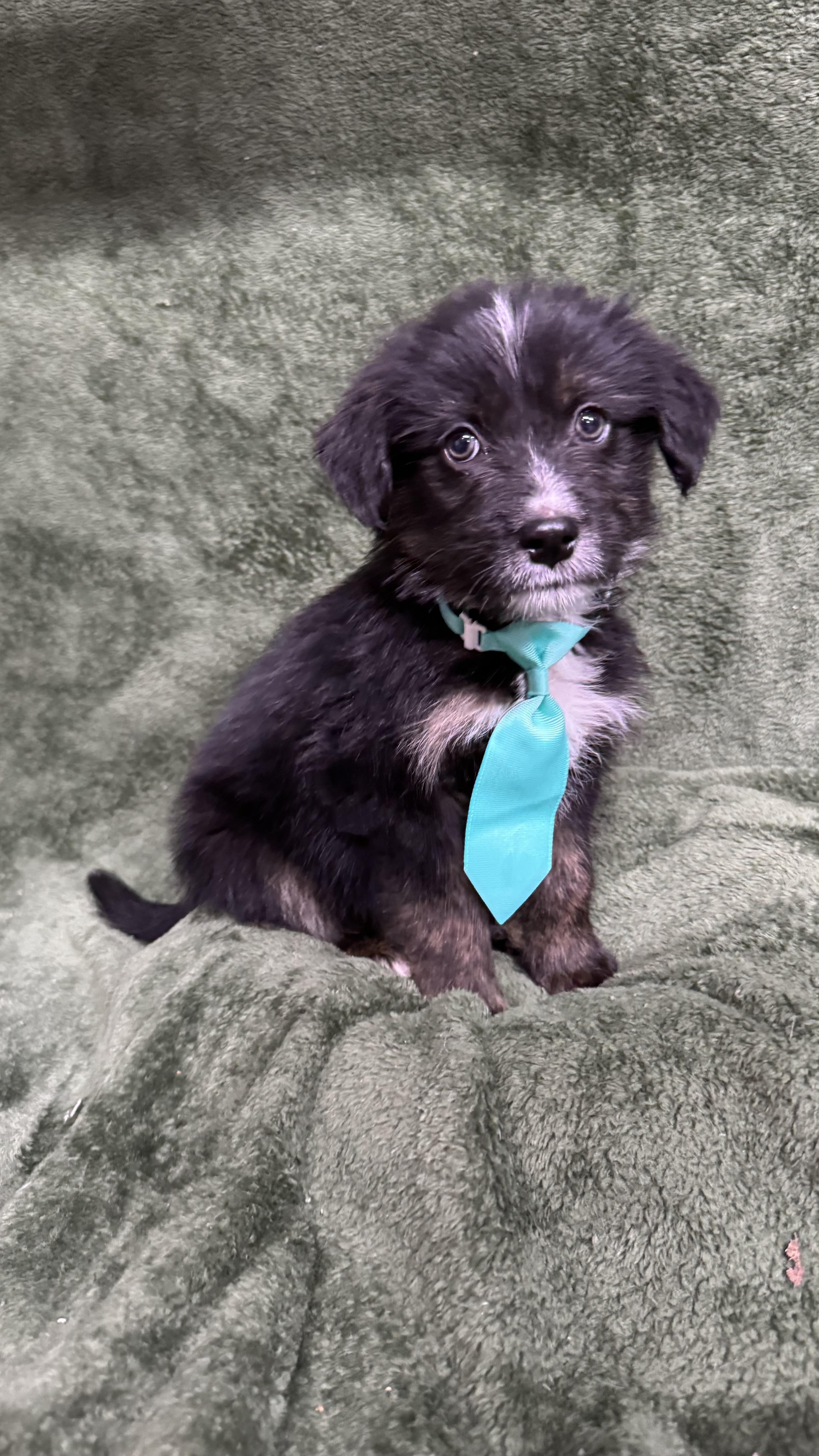 A baby medium-sized male Black Beagle dog named Squidward for adoption in Knoxville, TN