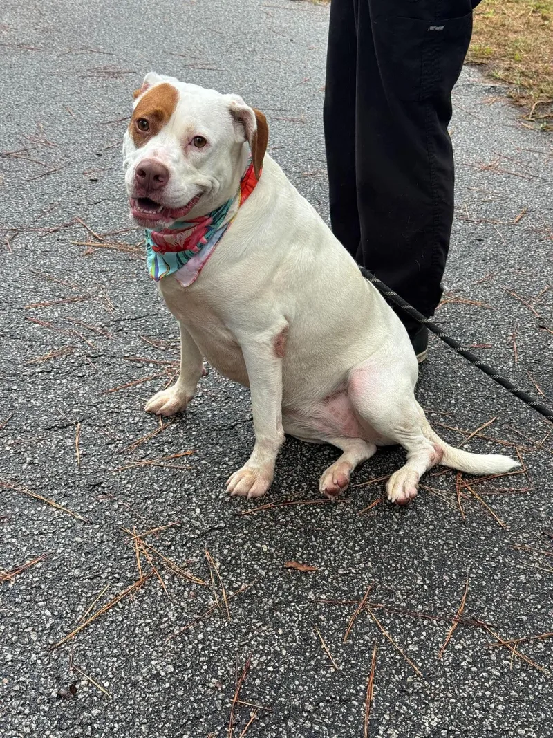 A young large-sized female White / Cream Mixed Breed dog named Sassy for adoption in Sumter, SC