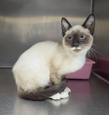 A baby small-sized male Siamese cat named Toasted Marshmallow Catpuccino for adoption in Westland, MI