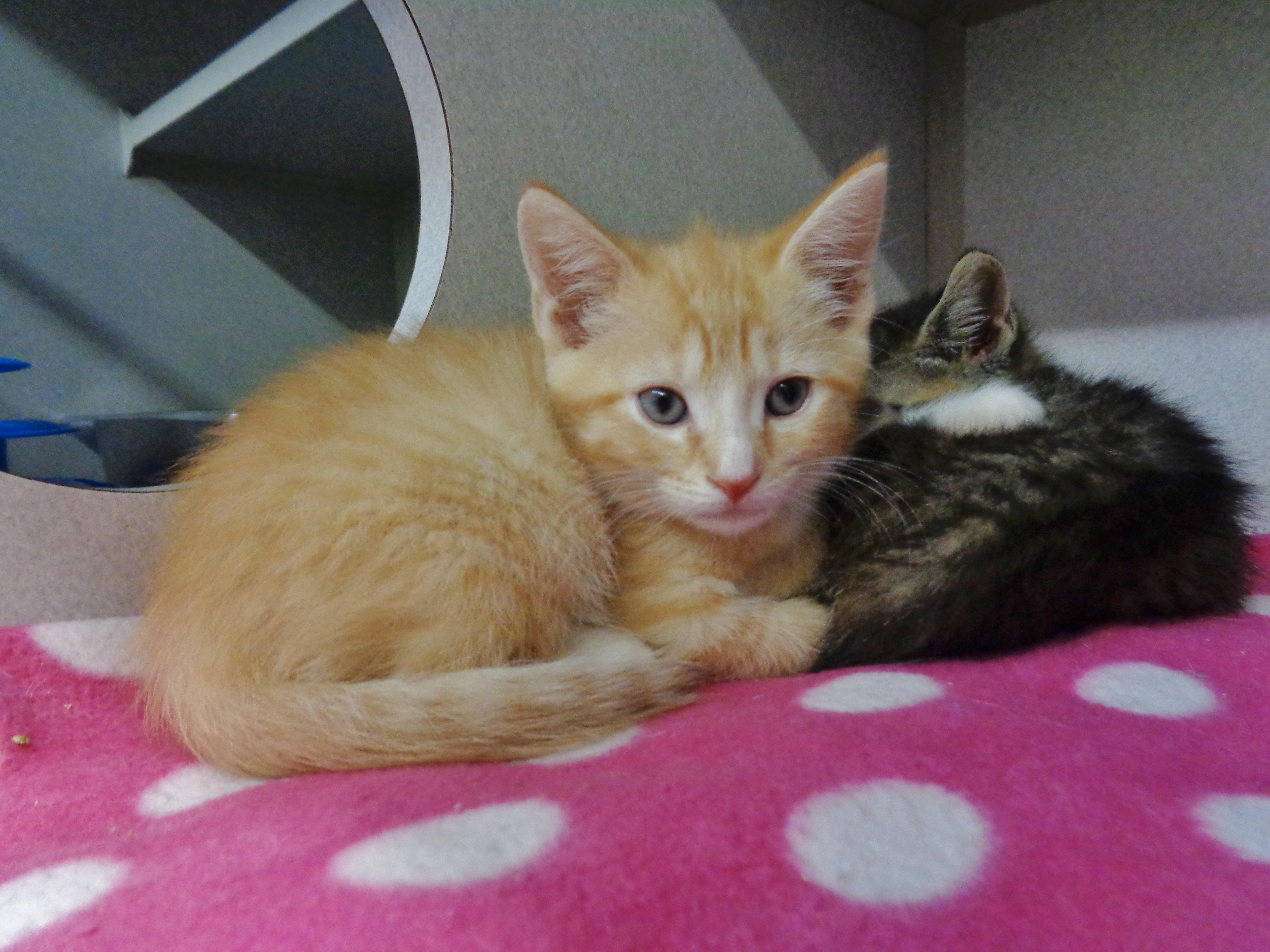 Cheddar thumbnail 2