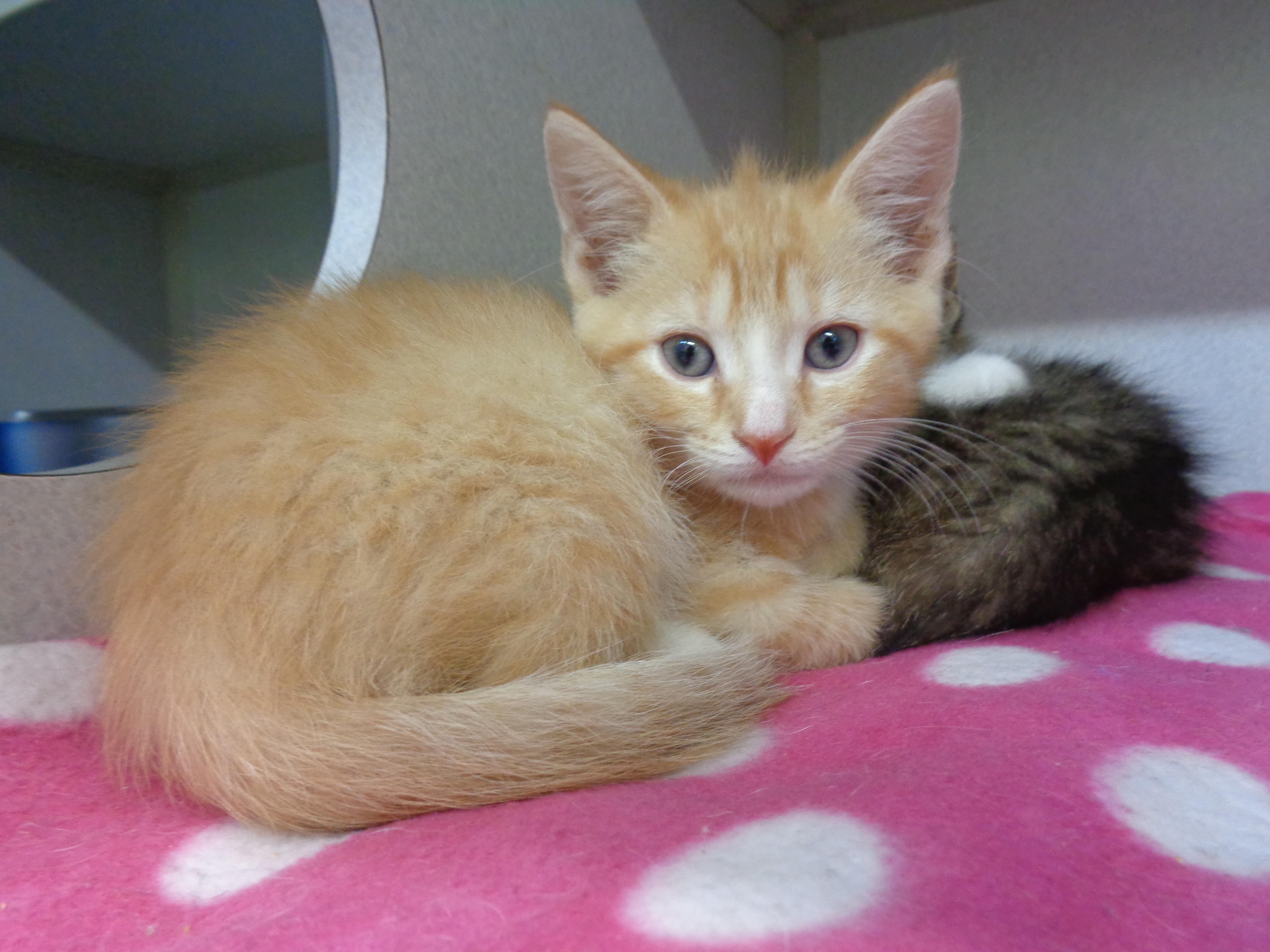 Cheddar thumbnail 3