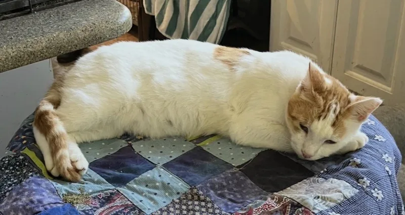 An adult medium-sized male Orange & White Domestic Short Hair cat named Cheddar for adoption in Mount Airy, MD